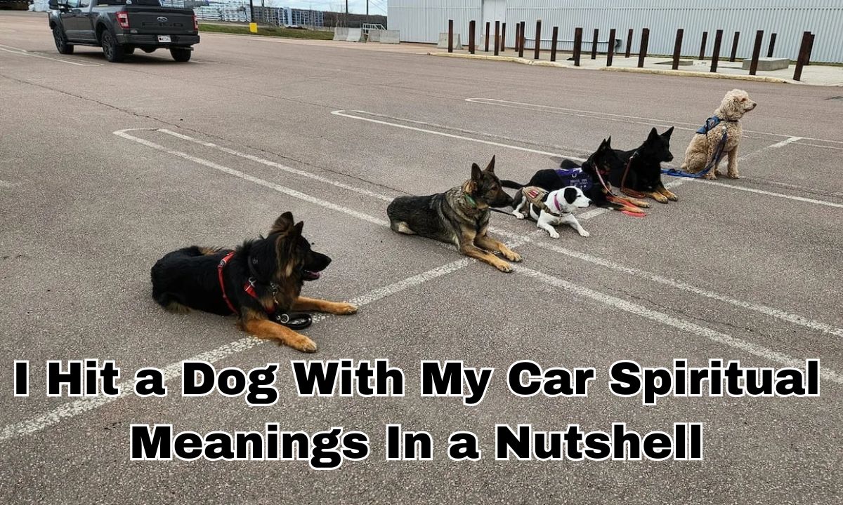 I Hit a Dog With My Car Spiritual Meanings In a Nutshell