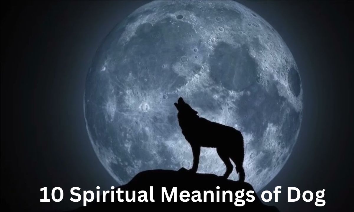 10 Spiritual Meanings of Dog