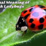 Spiritual Meaning of Black Ladybugs