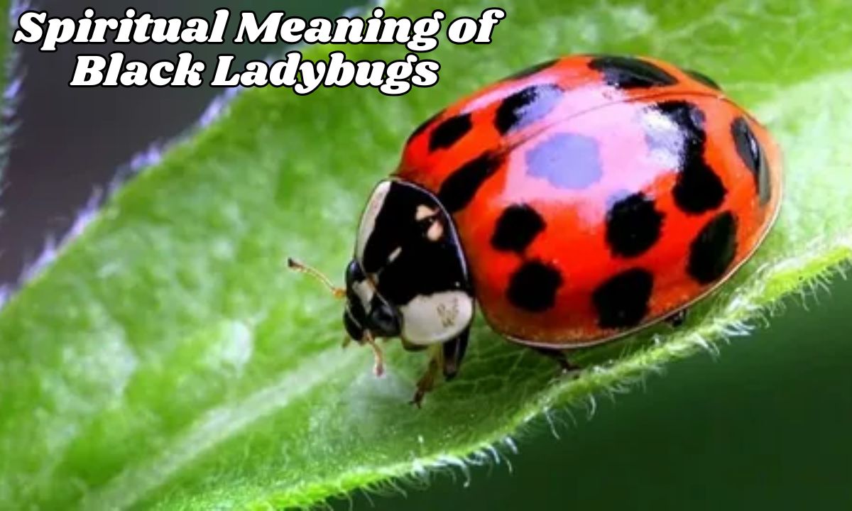 Spiritual Meaning of Black Ladybugs