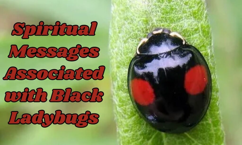 Spiritual Messages Associated with Black Ladybugs