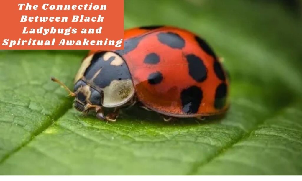 The Connection Between Black Ladybugs and Spiritual Awakening