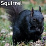 The Spiritual Meaning of Seeing a Black Squirrel: An In-Depth Guide