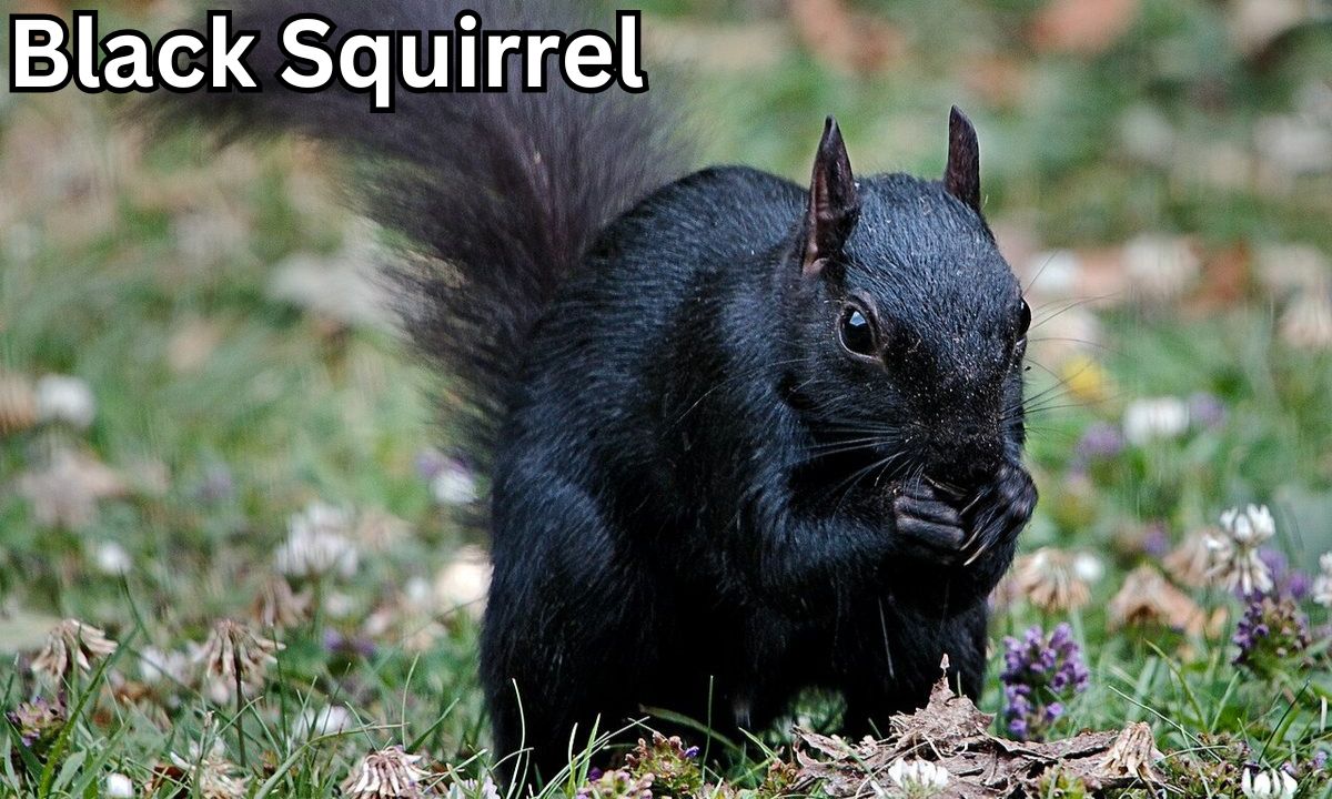 The Spiritual Meaning of Seeing a Black Squirrel: An In-Depth Guide