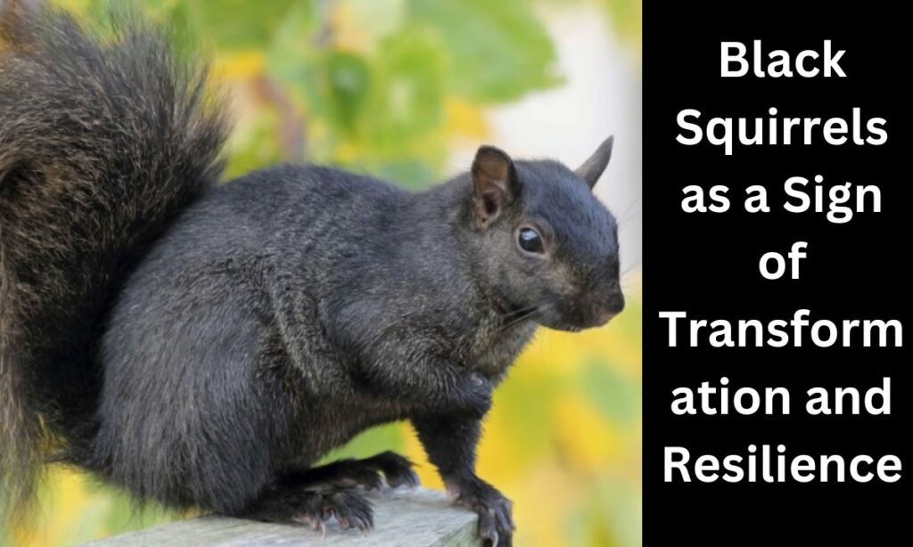 Black Squirrels as a Sign of Transformation and Resilience