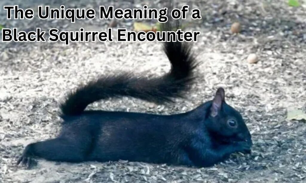 The Unique Meaning of a Black Squirrel Encounter 